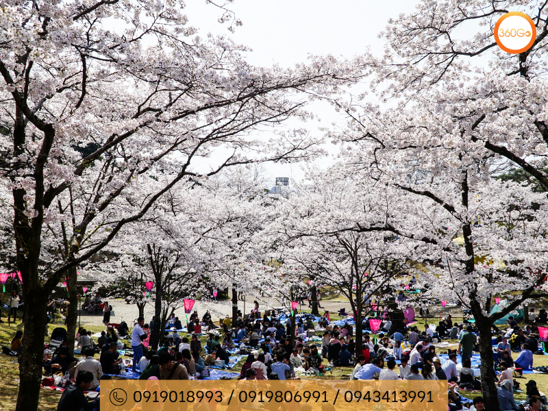 Lễ hội Hanami Nhật Bản - Du lịch 360Go 